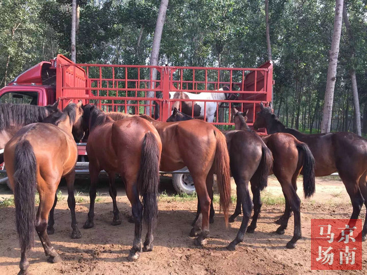北京京南养马场马术俱乐部常年出售马匹品种齐全马的价格公道数量多
